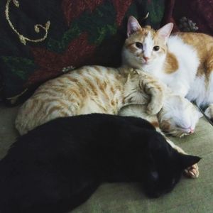 Meet your Posher, Sally